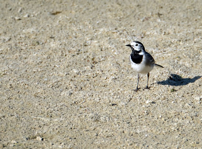 Witte Kwikstaart / White Wagtail (de Oelemars)