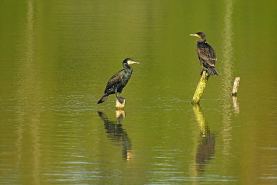 Aalscholver / Great Cormorant (de Oelemars)