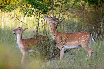 Damhert / Fallow Deer