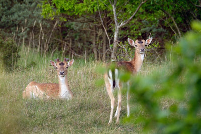 Damhert / Follow Deer (Zeeland)