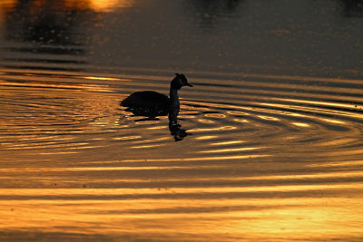 Fuut in het vroege ochtendlicht /Great Crested Grebe (St.Oedenrode)