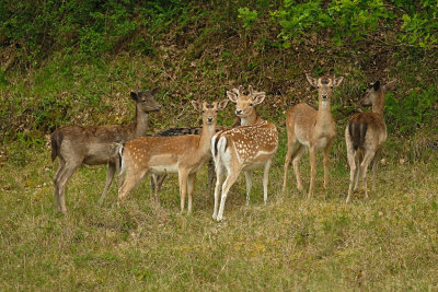 Damhert / Follow Deer (Zeeland)