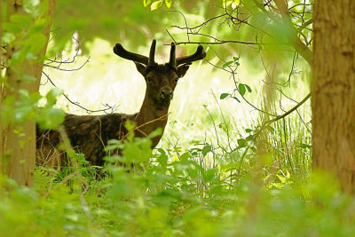 Reebok / Roe Deer (Zeeland)