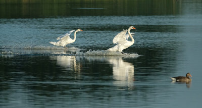 Zwaan / Swan