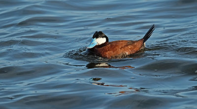 Rosse Stekelstaart / Ruddy Duck (de Starrevaart)
