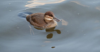 Rosse Stekelstaart / Ruddy Duck (de Starrevaart)