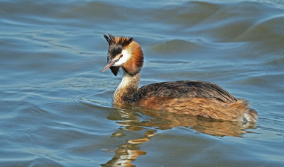 Fuut / Great Crested Grebe (de Starrevaart)