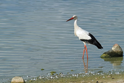 Ooievaar / White Stork (de Oelemars)