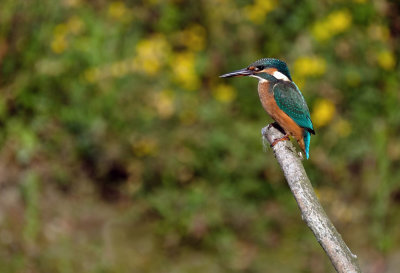 IJsvogel / Common Kingfisher (de Oelemars)