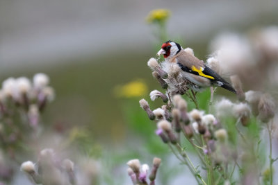 Putter / European Goldfinch (de Oelemars)