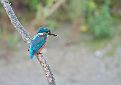 IJsvogel / Common Kingfisher (de Oelemars)