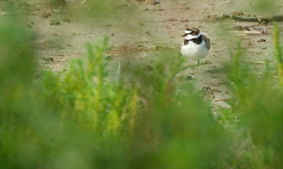 Kleine Plevier / Little Ringed Plover (Adult) (de Oelemars)