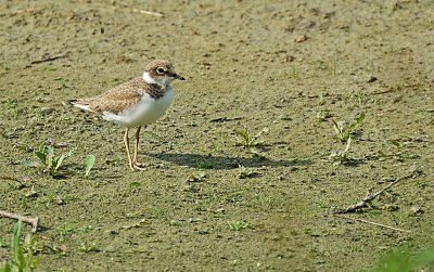 Kleine Plevier / Little Ringed Plover (Juv.) (de Oelemars)