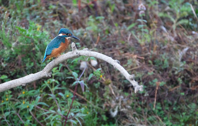 IJsvogel / Common Kingfisher (de Oelemars)