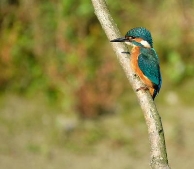 IJsvogel / Common Kingfisher (de Oelemars)