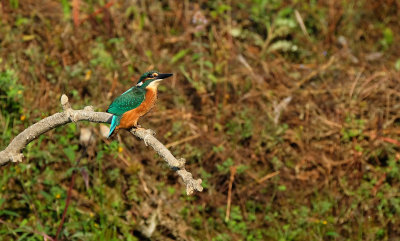 IJsvogel / Common Kingfisher (de Oelemars)