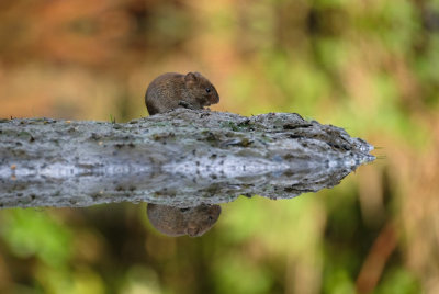 Woelmuis (HBN-hut XL)