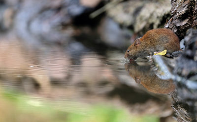 Woelmuis (HBN-hut XL)