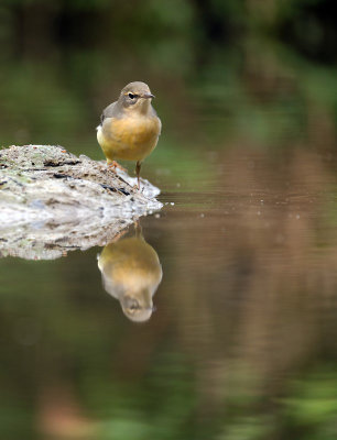 Gele Kwikstaart / Blue-headed Wagtail (HBN-hut XL)