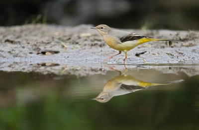 Gele Kwikstaart / Blue-headed Wagtail (HBN-hut XL)