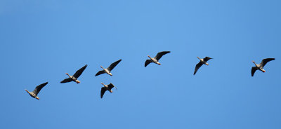 Grauwe Gans / Greylag Goose (de Oelemars)