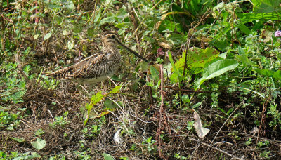 Watersnip / Common Snipe (de Oelemars)