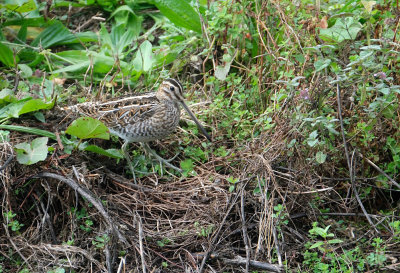 Watersnip / Common Snipe (de Oelemars)