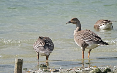 Toendrarietgans / Tundra Bean Goose (de Oelemars)