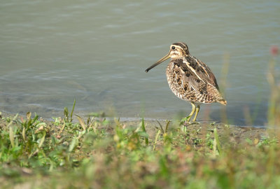 Watersnip / Common Snipe (de Oelemars)