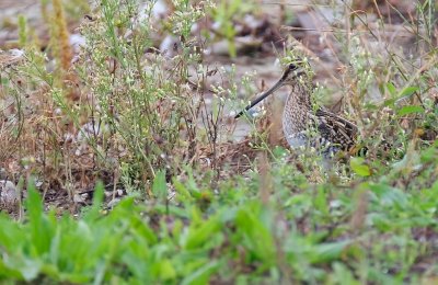 Watersnip / Common Snipe (de Oelemars)