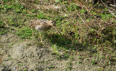 Watersnip / Common Snipe (de Oelemars)