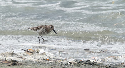 Bonte Strandloper / Dunlin (de Oelemars)
