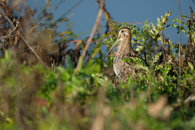 Watersnip / Common Snipe (de Oelemars)