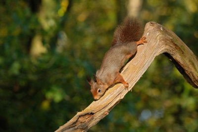 Eekhoorn / Squirrel (hut Arjan Troost)