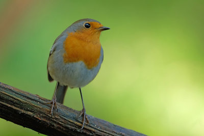 Roodborst / European Robin (Hut Arjan Troost)