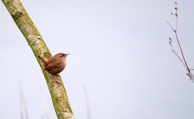 Winterkoning / Winter Wren (de Oelemars)