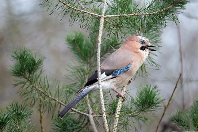 Gaai / Eurasian Jay (HBN-hut8)