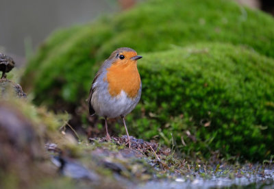 Roodborst / European Robin (HBN-hut8)