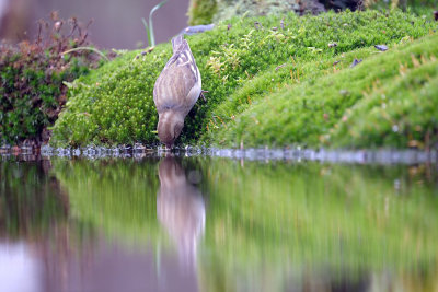 Vink / Common Chaffinch (HBN-hut8)