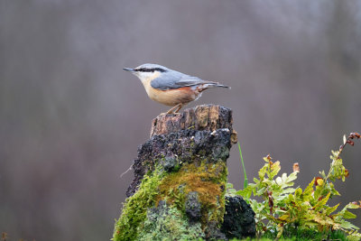 Boomklever / Eurasian Nuthatch (HBN-hut8)