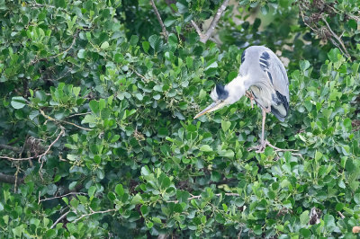 Blauwe Reiger / Grey Heron (Laurapark-Hengelo)