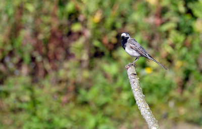 Witte Kwikstaart / White Wagtail (de Oelemars)