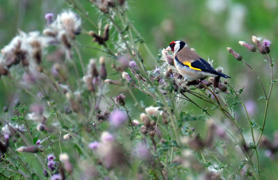 Putter / European Goldfinch (de Oelemars)