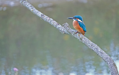 IJsvogel / Kingfisher (de Oelemars)