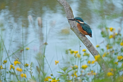 IJsvogel / Kingfisher (de Oelemars)