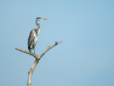 Blauwe Reiger / Grey Heron (de Oelemars)