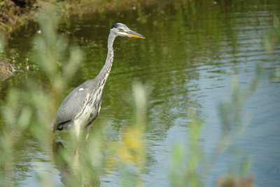 Blauwe Reiger / Grey Heron (de Oelemars)