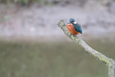 Ijsvogel / Common Kingfisher (de Oelemars)