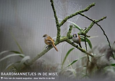 Foto van de maand Augustus 2020  van Vogelbescherming-Nederland -fotogalerij.