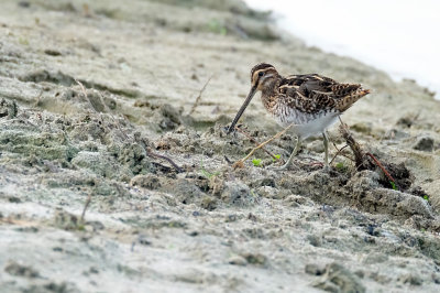 Watersnip / Common Snipe (de Oelemars)